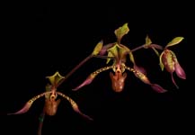 Paph. lowii